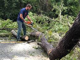 Best Tree and Shrub Care  in Kingfisher, OK