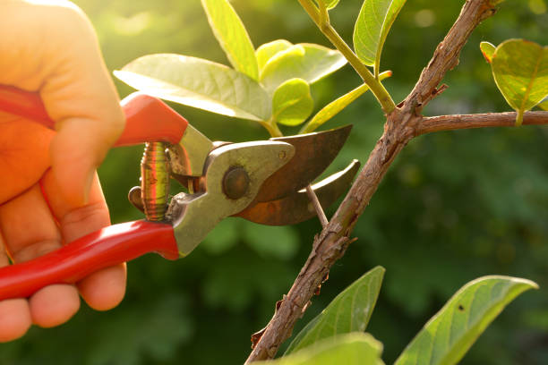 Reliable Kingfisher, OK Tree Removal Services Solutions