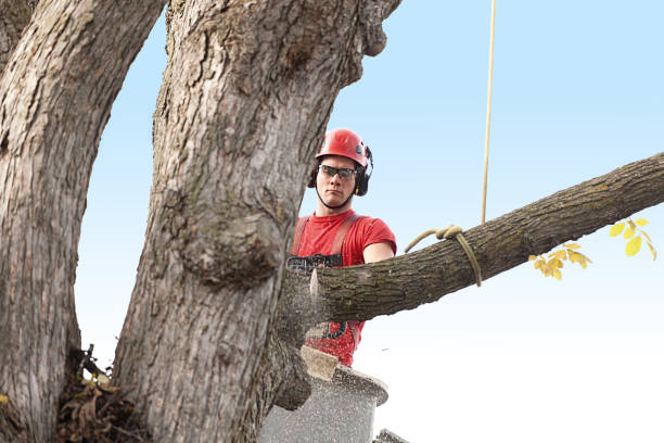 Best Seasonal Cleanup (Spring/Fall)  in Kingfisher, OK